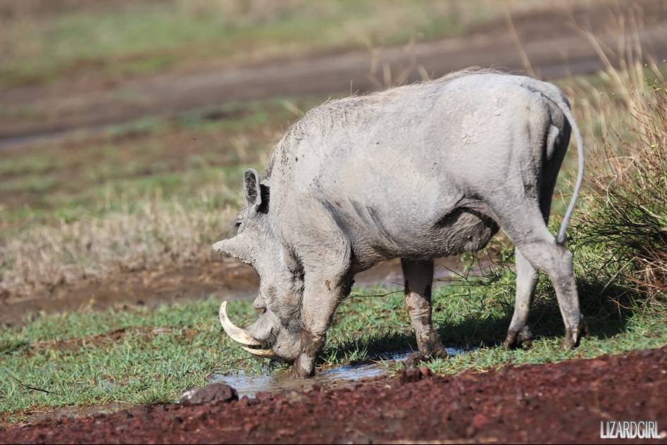 (스압주의) 웰컴 투 사파리 파크 - 1편 탄자니아 응고롱고로_38.jpg