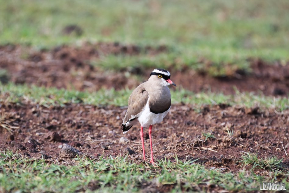 (스압주의) 웰컴 투 사파리 파크 - 1편 탄자니아 응고롱고로_41.jpg