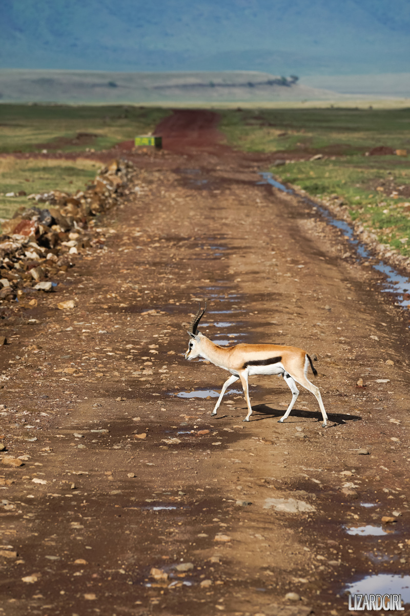 (스압주의) 웰컴 투 사파리 파크 - 1편 탄자니아 응고롱고로_52.jpg