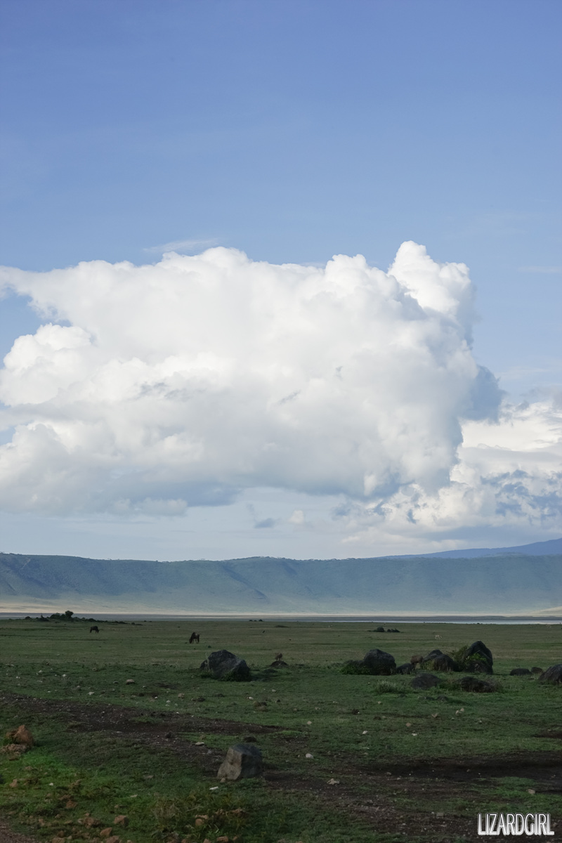 (스압주의) 웰컴 투 사파리 파크 - 1편 탄자니아 응고롱고로_59.jpg