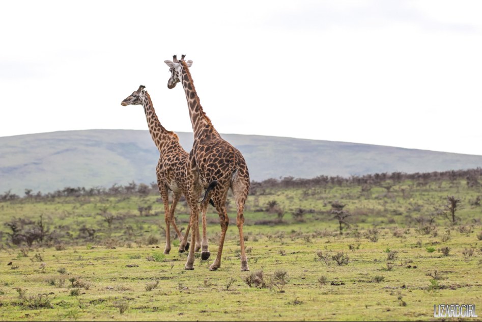 (스압주의) 웰컴 투 사파리 파크 - 1편 탄자니아 응고롱고로_82.jpg