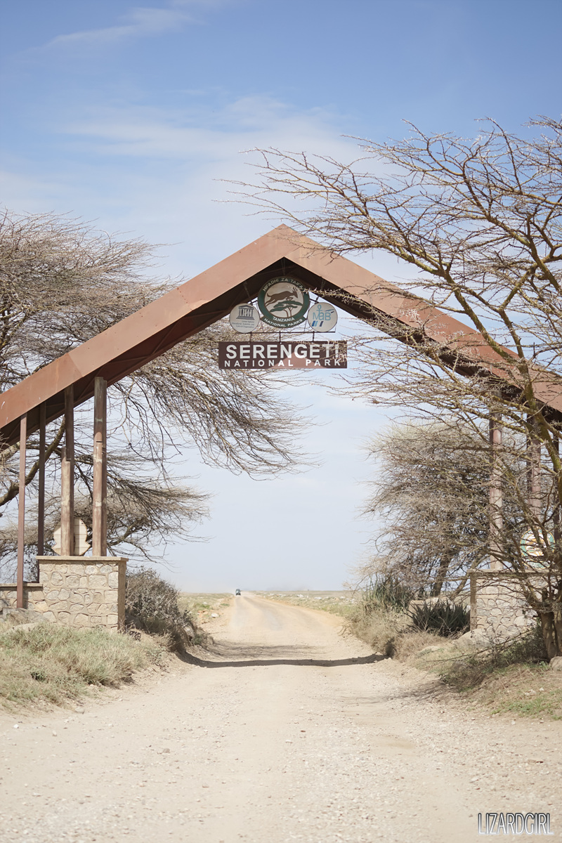 (스압주의) 웰컴 투 사파리 파크 - 1편 탄자니아 응고롱고로_88.jpg