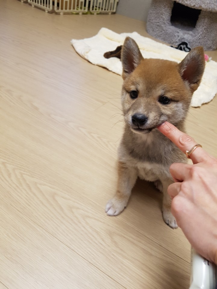 서른중반,, 시바와 같이사는 아재집_61.jpg