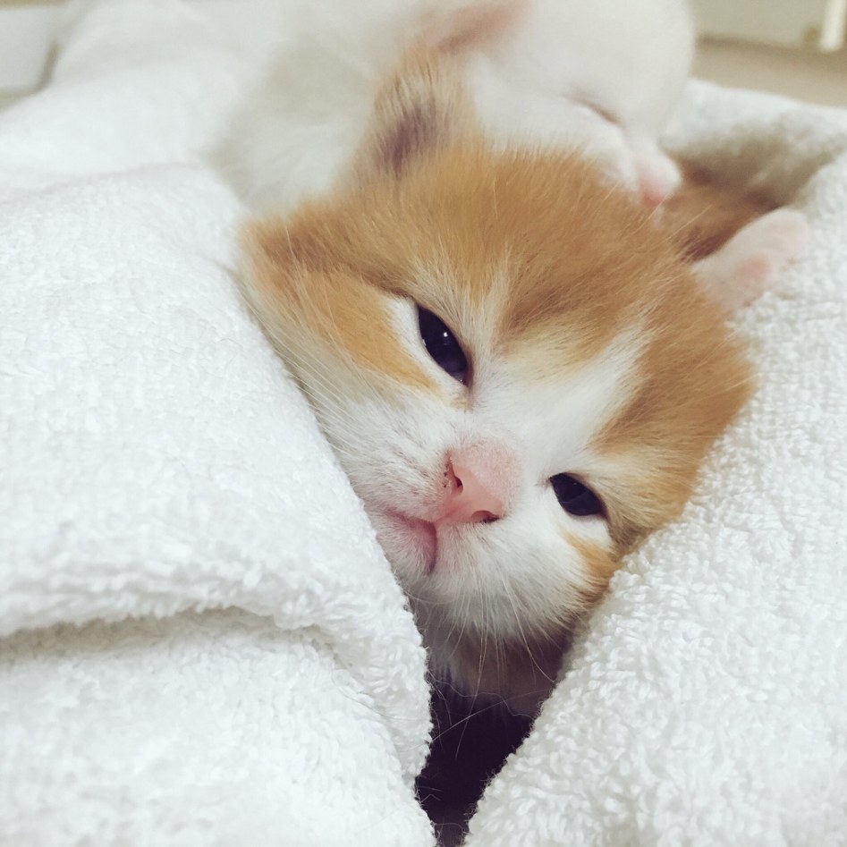정변하는 고양이_1.jpeg