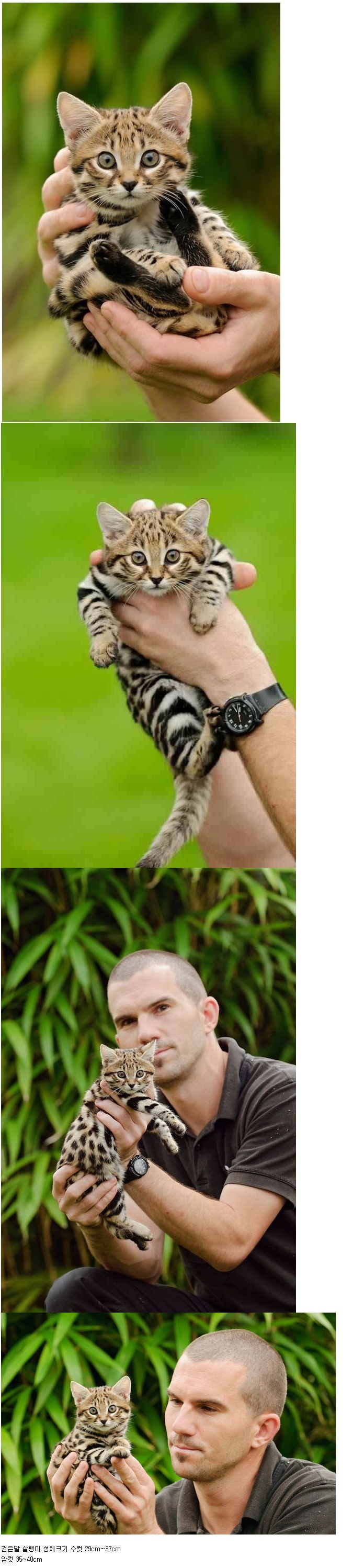 아프리카에서 가장 작은 고양이 과 동물 .jpg 1.jpg