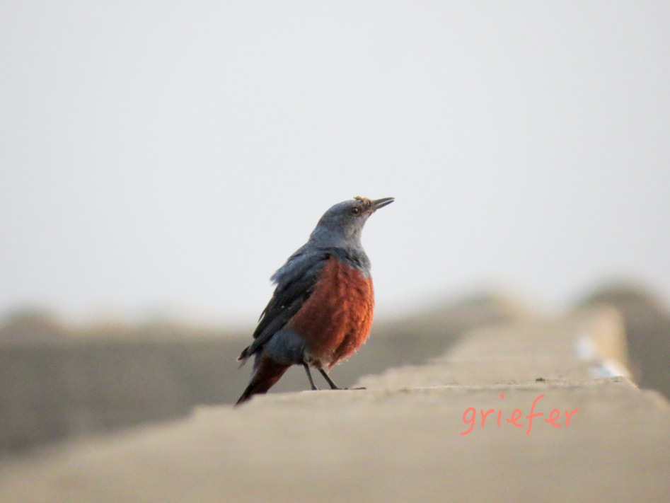 batch_blue rock thrush 2.jpg