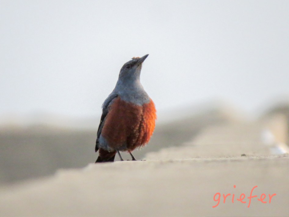 batch_blue rock thrush.jpg