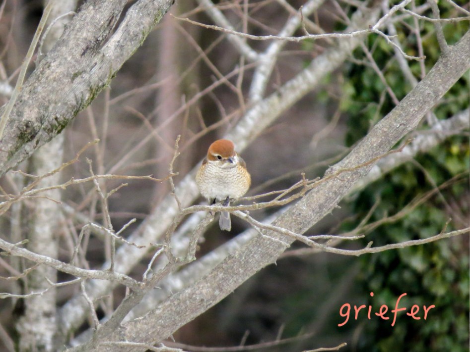 batch_bull-headed shrike.jpg