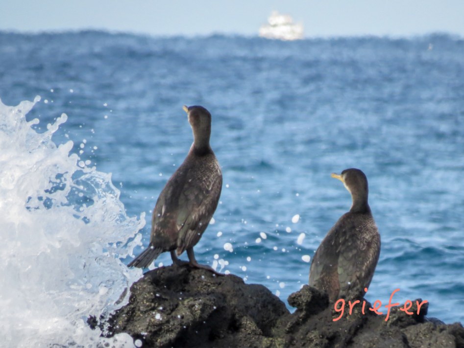 batch_cormorants 1.jpg