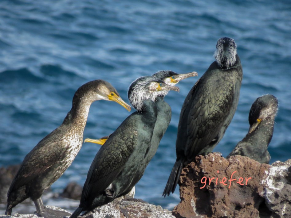 batch_cormorants 3.jpg