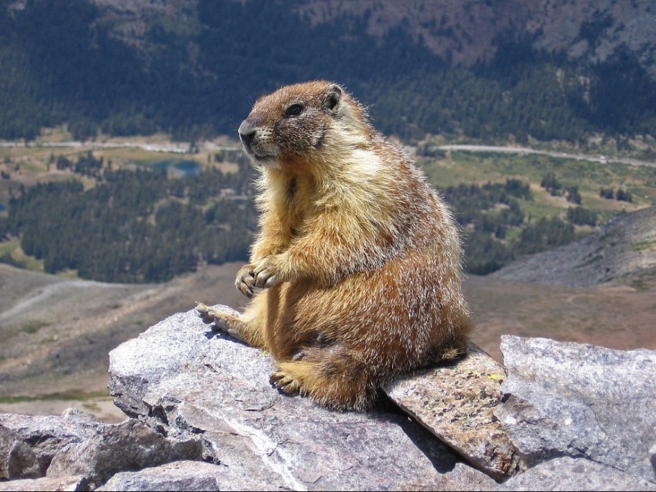 Marmot-Ground-Hog-1-1024x768.jpg