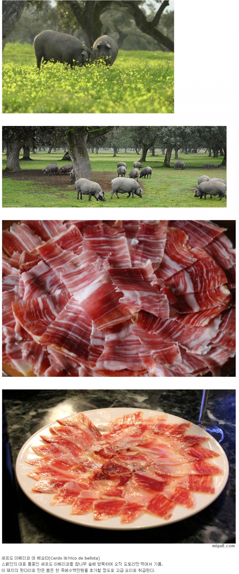세계에서 가장 맛있는 돼지고기 .jpg.jpg