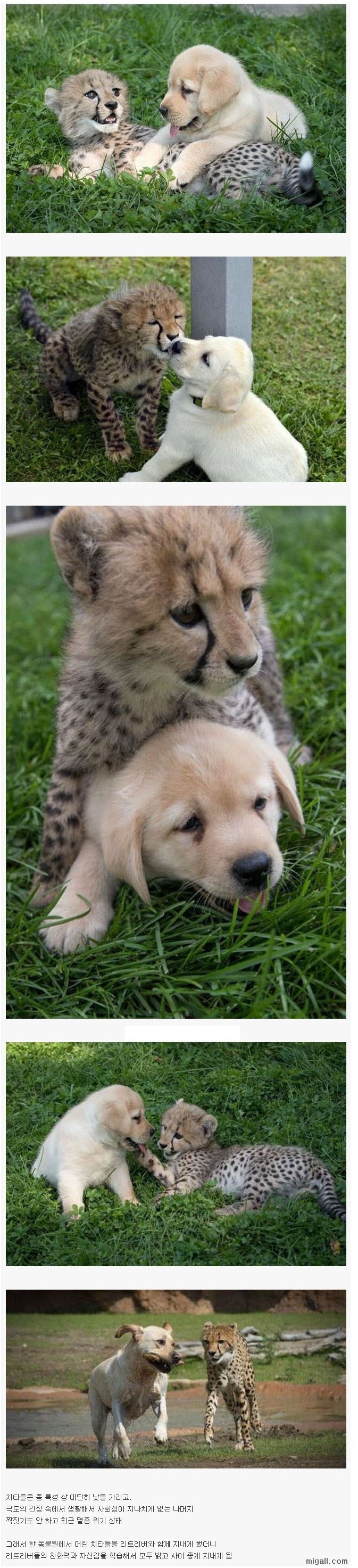 댕댕이 친화력 수준.jpg_1.jpg