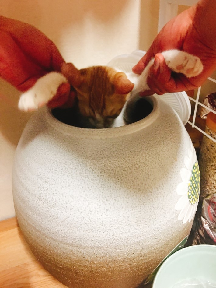 호불호 갈리는 밥도둑 검거_4.jpeg