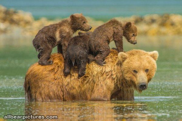 Bear_Family.jpg