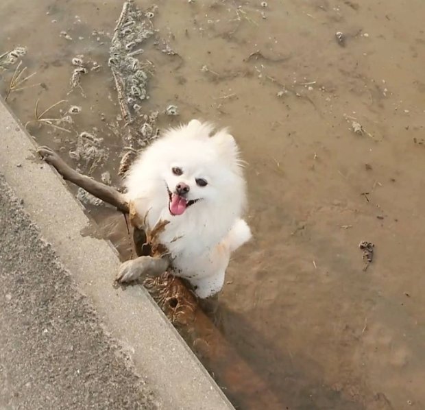 흙탕물에서 뒹굴다 나온 댕댕이_1.jpg