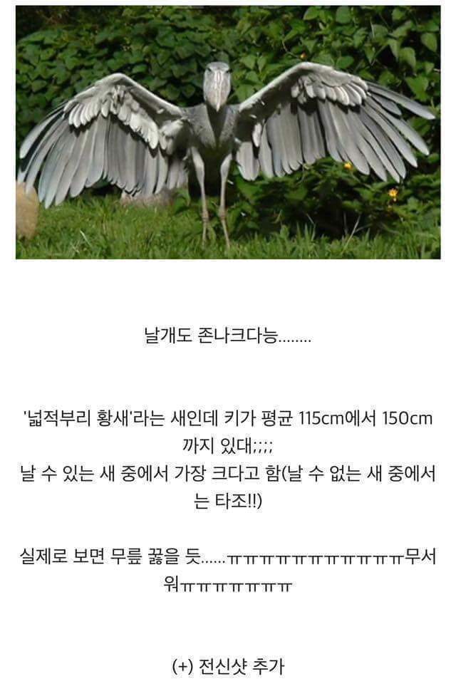넓적부리황새_3.jpg