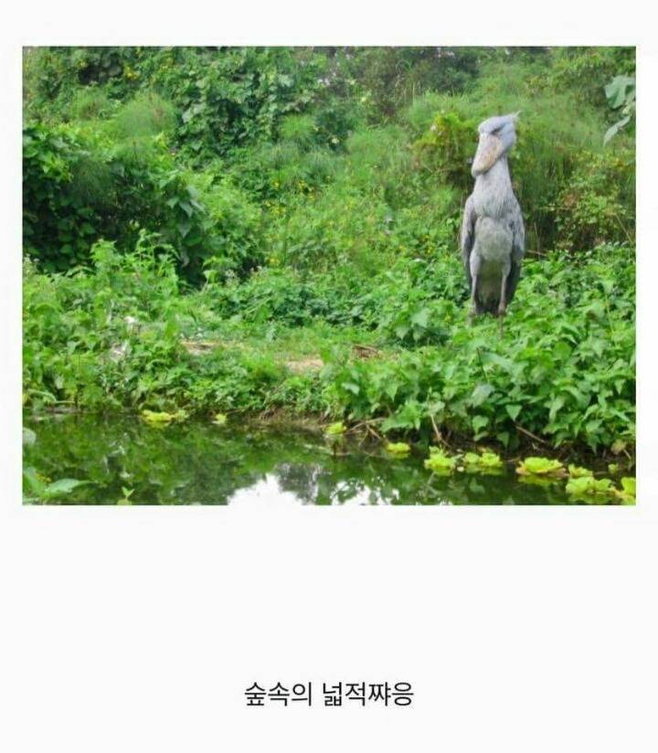 넓적부리황새_4.jpg