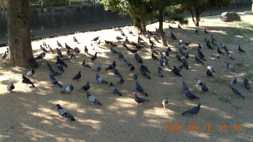 히메지 성 자전거