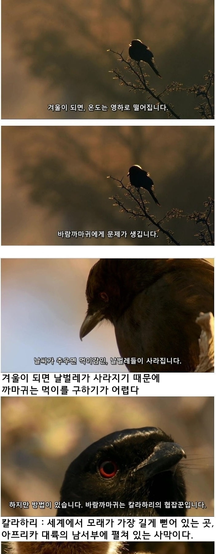미어캣은 또 속았습니다_1.jpg