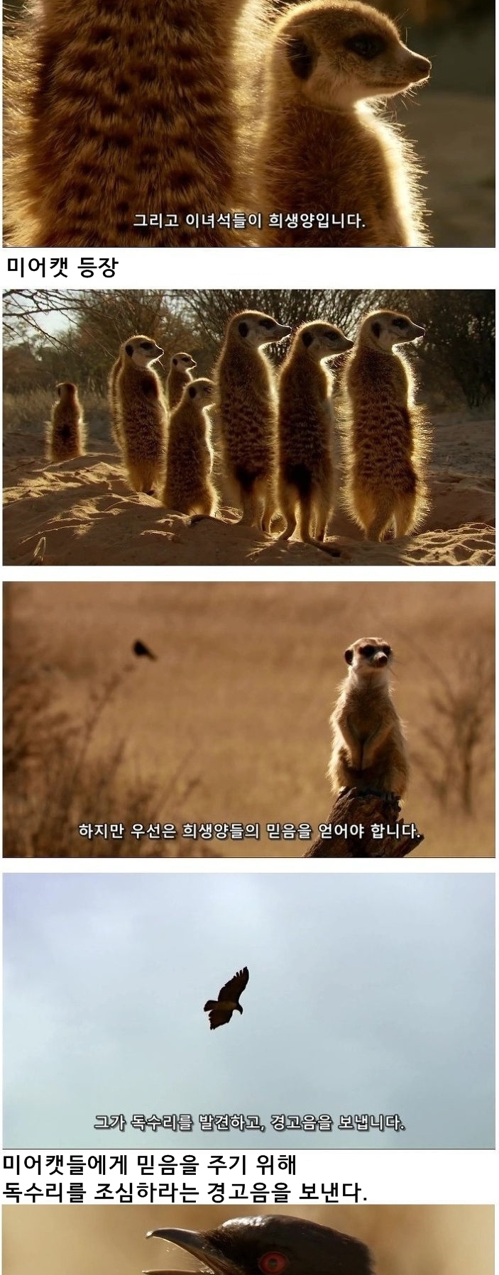 미어캣은 또 속았습니다_2.jpg