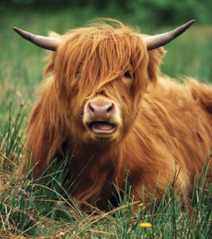 hipster-cow1.jpg