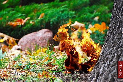 람쥐썬더가 한물 간 이유_1.jpg