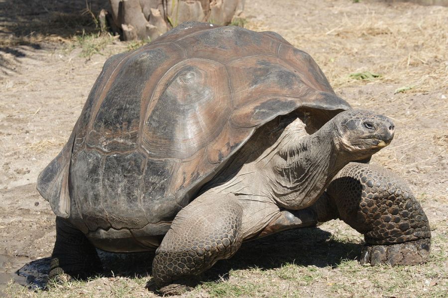 1200px-Galapagos_giant_tortoise_Geochelone_elephantopus.jpg