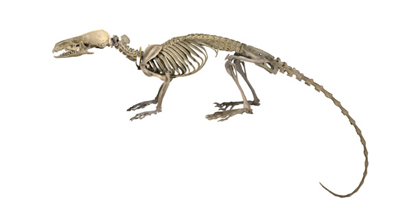 0730.Scutisorex-thori-skeleton.600.jpg