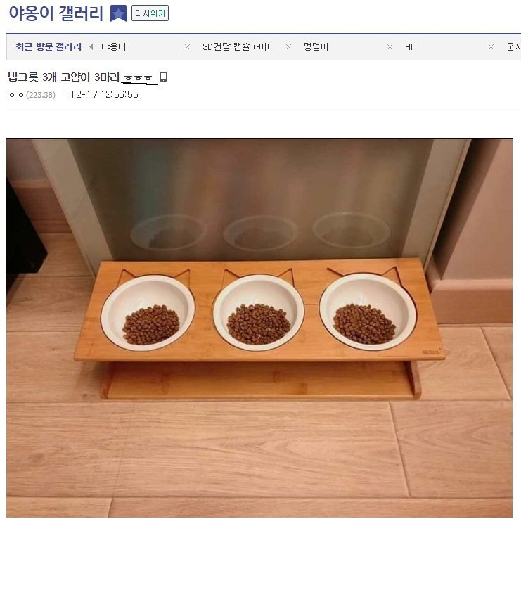 밥그릇 3개 고양이 3마리.jpg_1.png