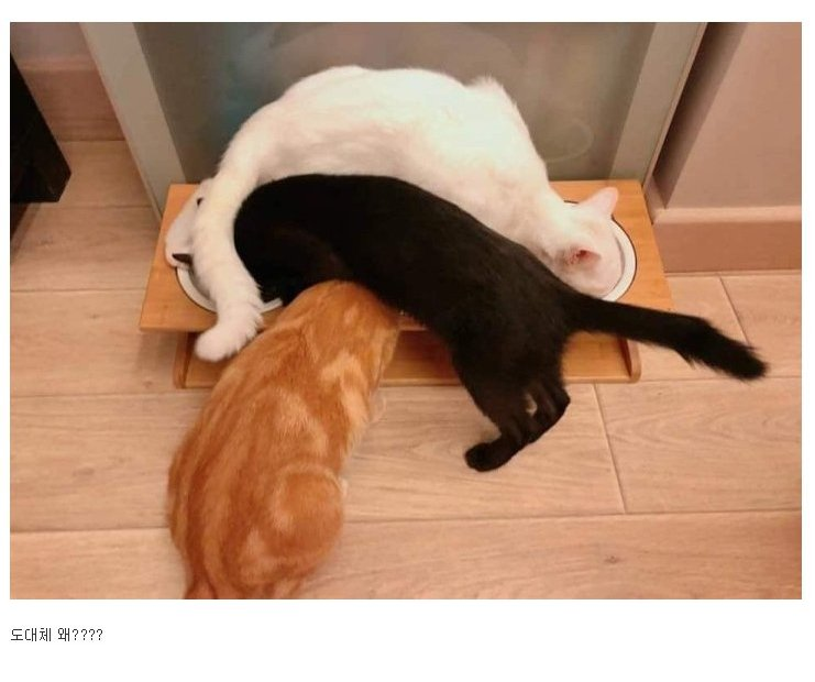 밥그릇 3개 고양이 3마리.jpg_2.png
