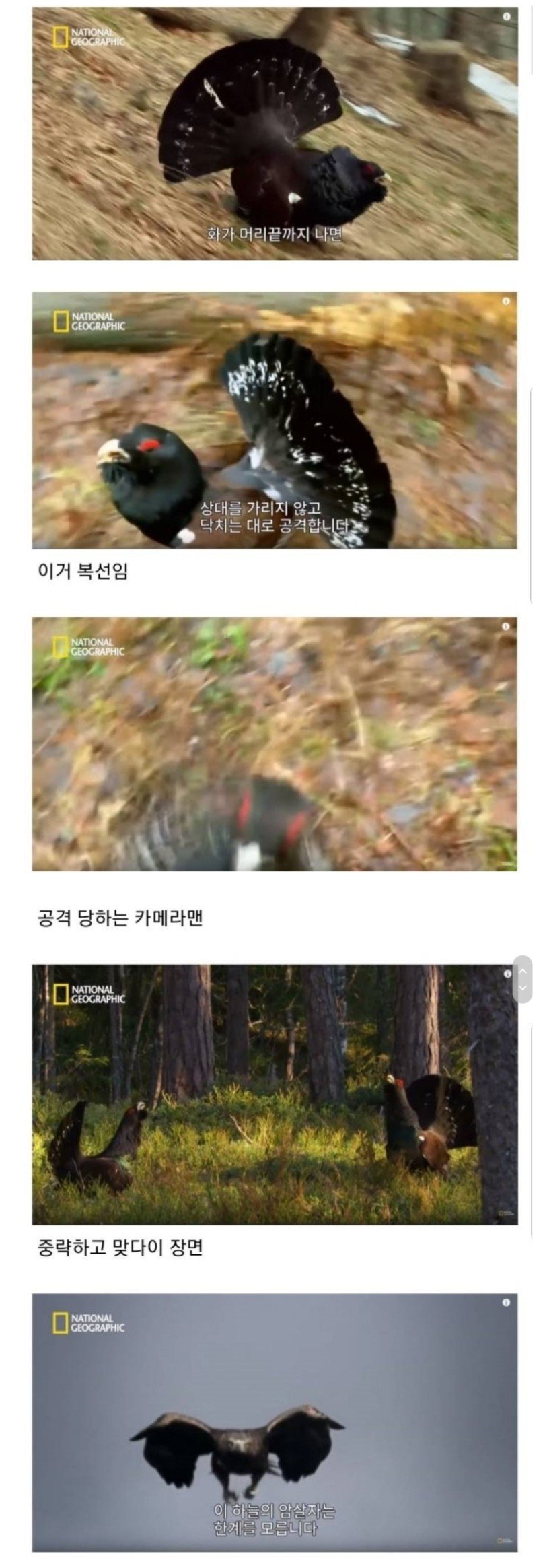 조류계의 분노조절장애_1.jpg