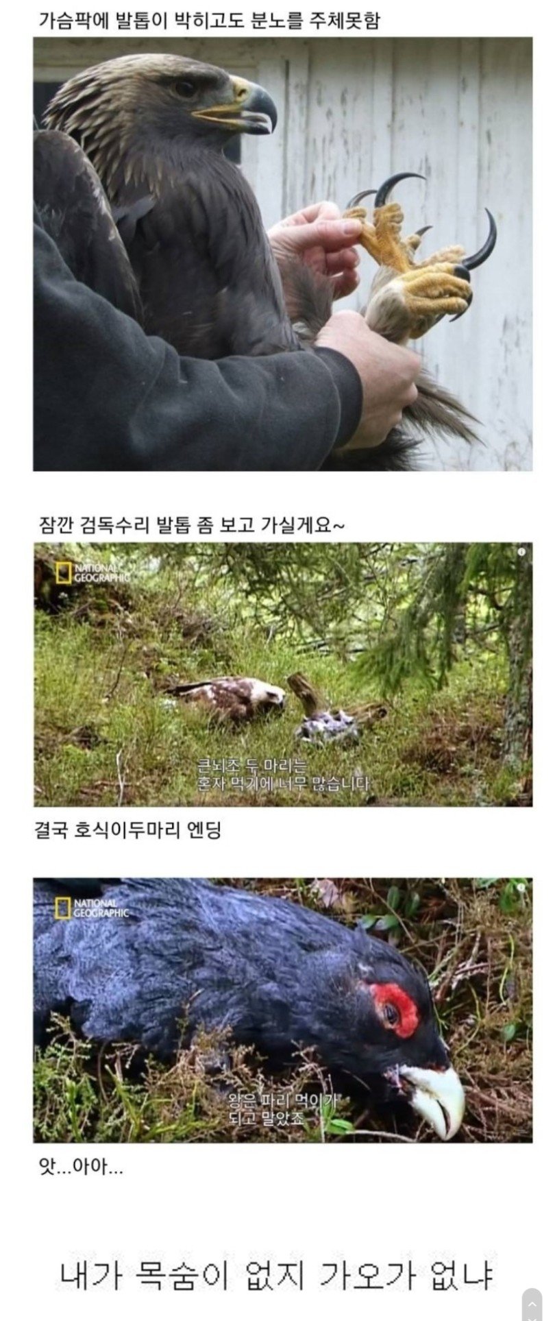 조류계의 분노조절장애_3.jpg