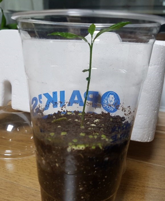 레몬을 집에서 길러 먹어보자 - 레몬키우기 (320일차)_4.jpg