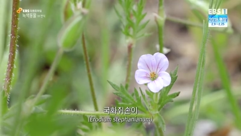 외계에서 온거 같은 식물_5.jpg