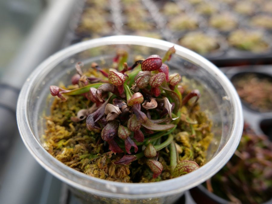 [lx100m2] 사진 테스트겸 식충식물_5.jpg