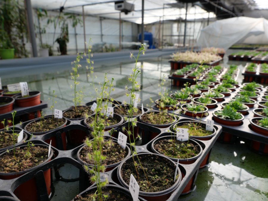 [lx100m2] 사진 테스트겸 식충식물_6.jpg