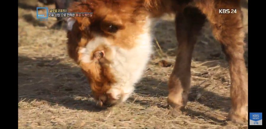 몽골 근황.news_5.jpg