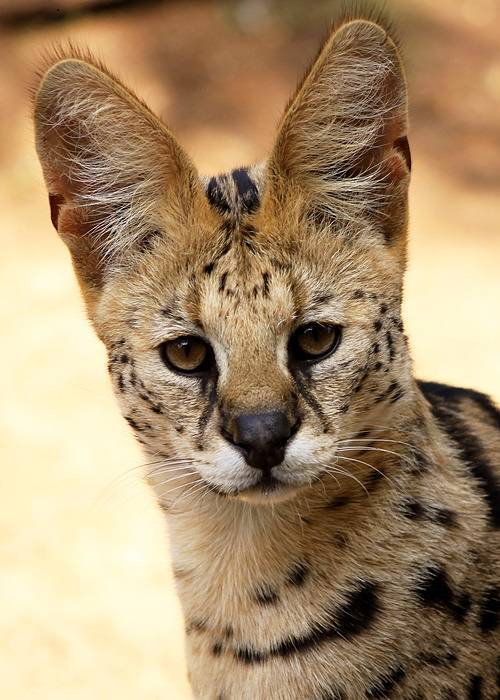 serval-cat-portrait.jpg