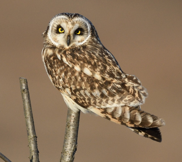 부엉이, 올빼미 종류_3.jpg