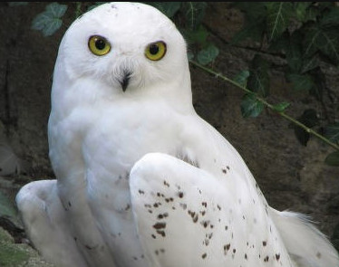 부엉이, 올빼미 종류_4.jpg