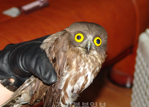 부엉이, 올빼미 종류_7.jpg