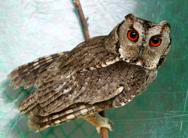 부엉이, 올빼미 종류_11.jpg