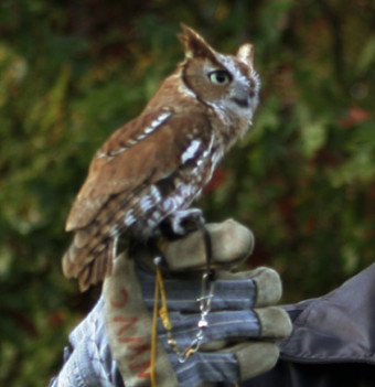 부엉이, 올빼미 종류_12.jpg