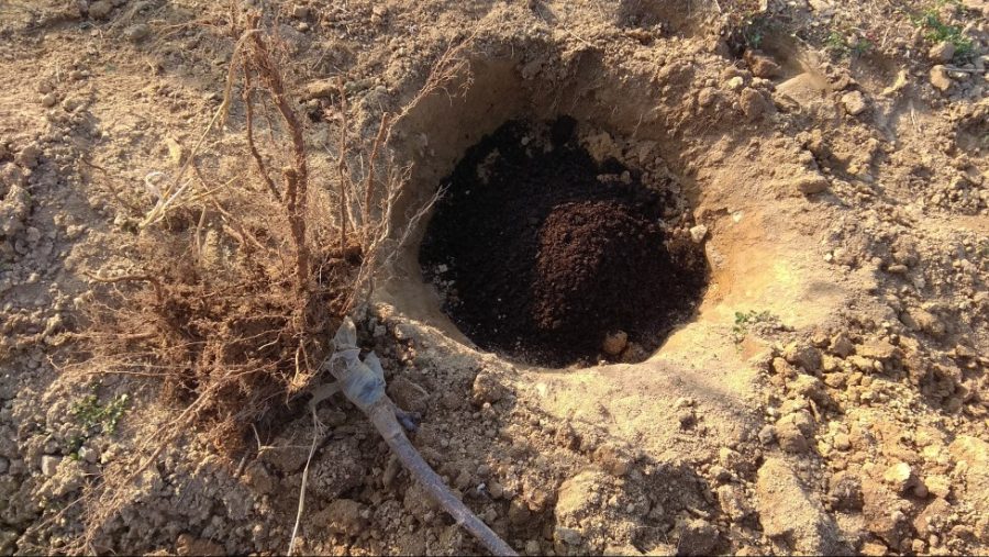 봄이라 체리 묘목 심고 있어요_3.jpg