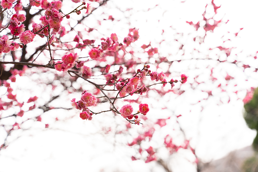 봉은사 매화꽃_3.png