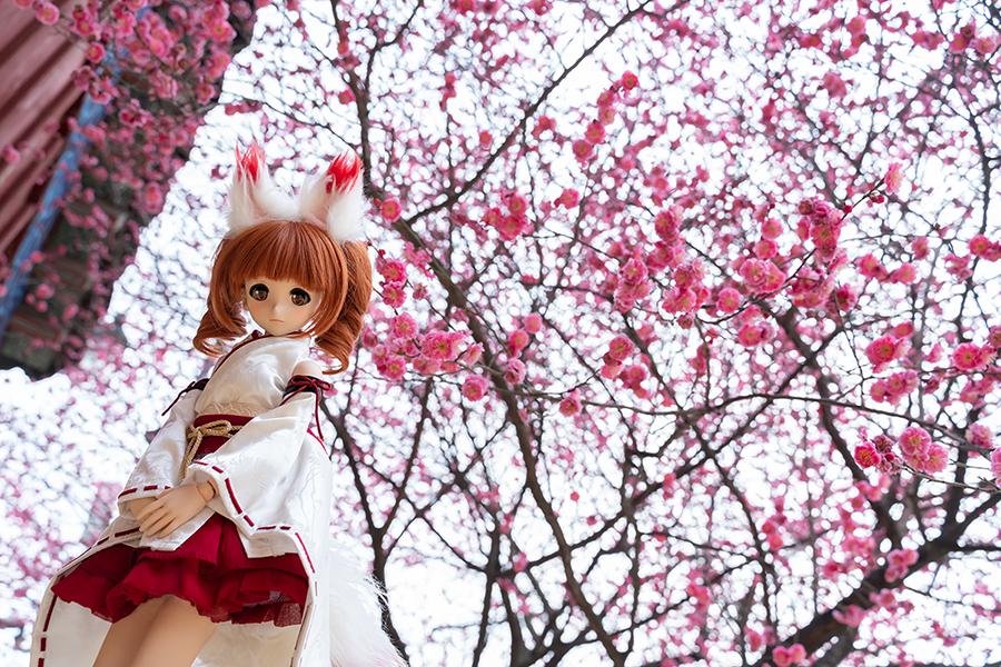 봉은사 매화꽃_5.png