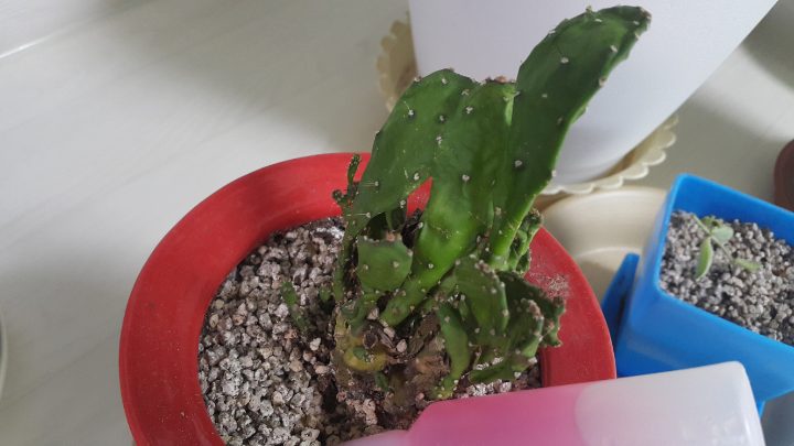 식물 이름 알수 있을까요?_4.jpg