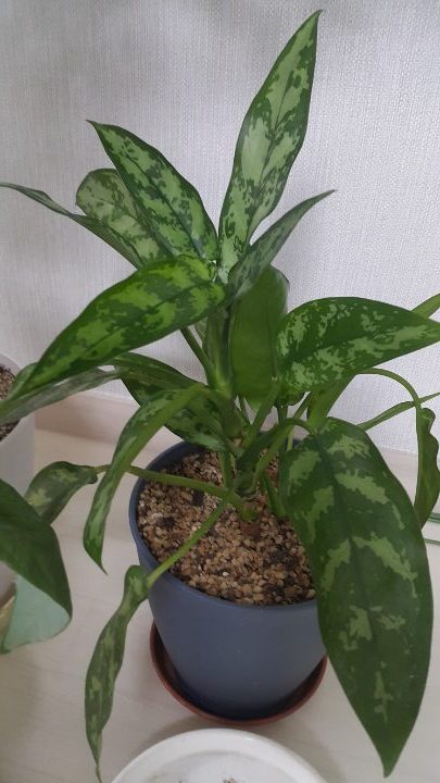 식물 이름 알수 있을까요?_2.jpg