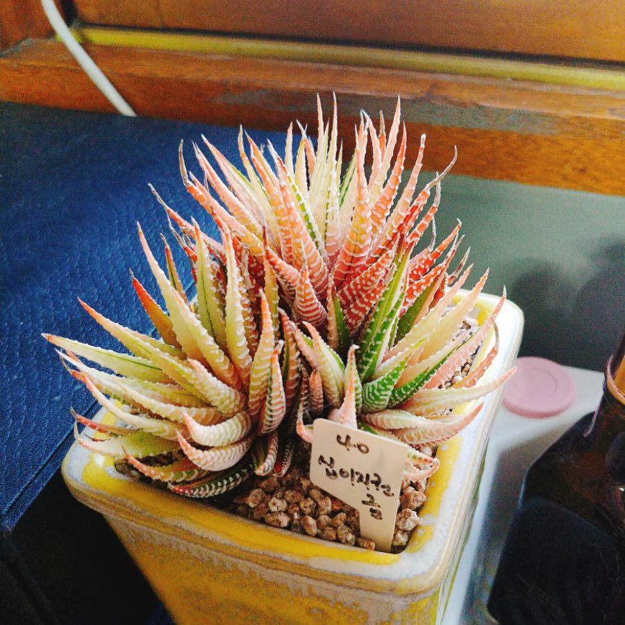 간만에 다육샀습니다._2.jpg